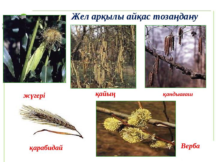 жүгері қайың қандыағаш Верба қарабидай Жел арқылы айқас тозаңдану