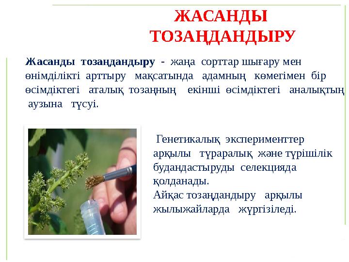 ЖАСАНДЫ ТОЗАҢДАНДЫРУ Жасанды тозаңдандыру - жаңа сорттар шығару мен өнімділікті арттыру мақсатында адамның көмег