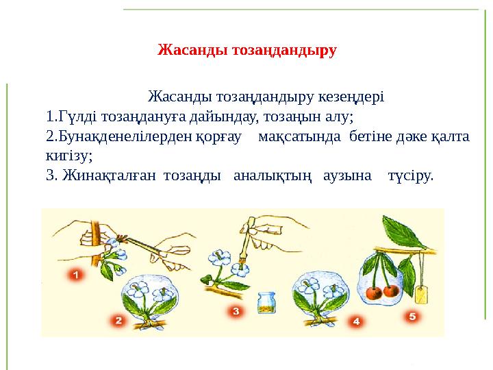 Жасанды тозаңдандыру кезеңдері 1 . Гүлді тозаңдануға дайындау, тозаңын алу; 2.Бунақденелілерден қорғау мақсатында бетіне д ә