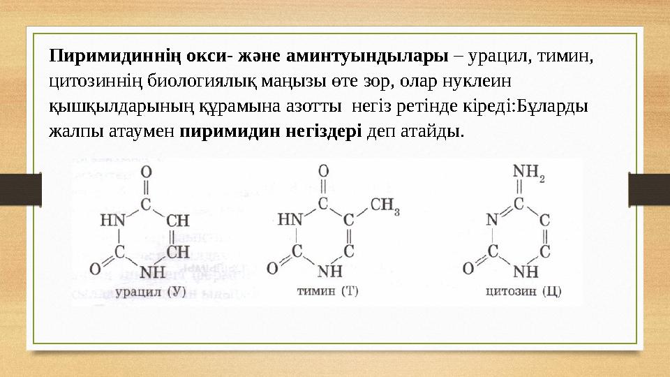 Пиримидиннің окси- және аминтуындылары – урацил, тимин, цитозиннің биологиялық маңызы өте зор, олар нуклеин қышқылдарының құр