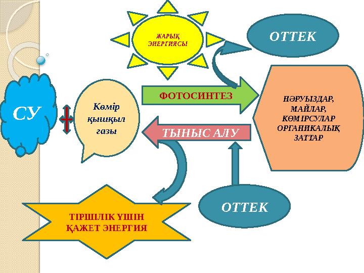 СУ Көмір қышқыл газы ФОТОСИНТЕЗ НӘРУЫЗДАР, МАЙЛАР, КӨМІРСУЛАР ОРГАНИКАЛЫҚ ЗАТТАРЖАРЫҚ ЭНЕРГИЯСЫ ТІРШІЛІК ҮШІН ҚАЖЕТ ЭНЕРГИЯ