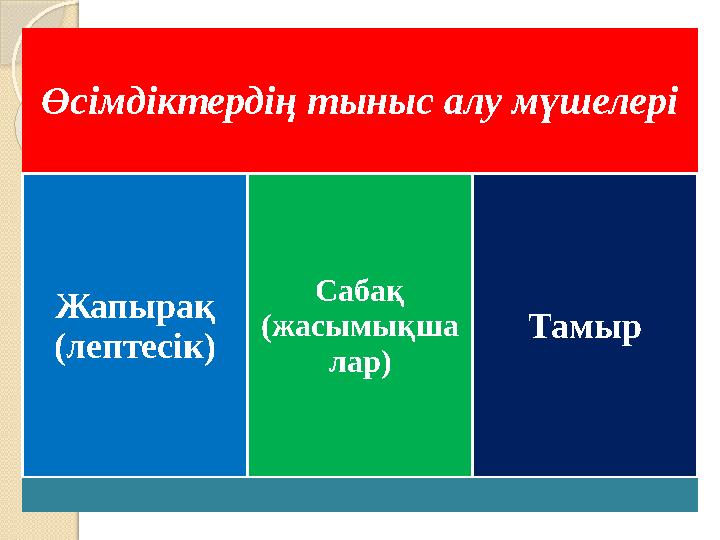 Өсімдіктердің тыныс алу мүшелері Жапырақ (лептес ік ) Сабақ (жасымы қша лар ) Тамыр