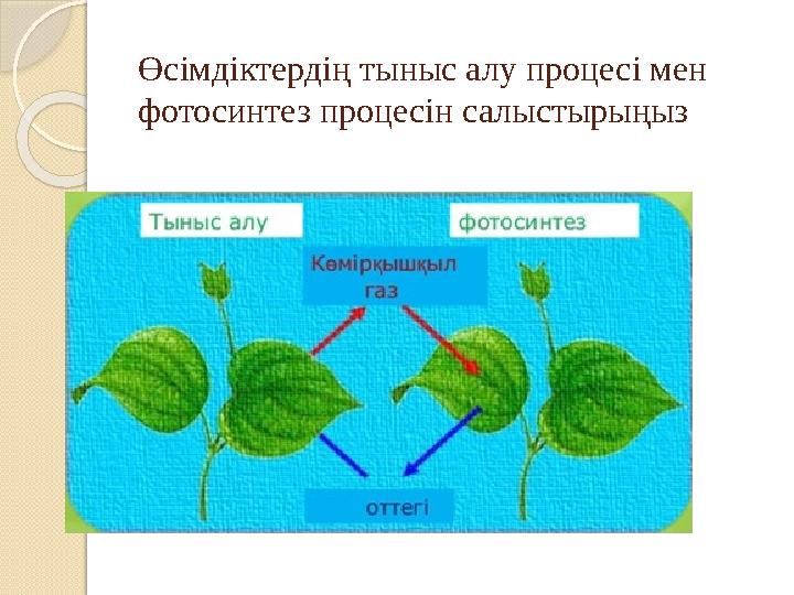 Өсімдіктердің тыныс алу процесі мен фотосинтез процесін салыстырыңыз