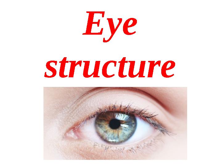 Eye structure