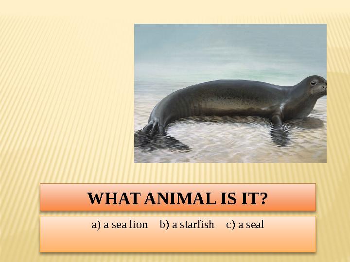 WHAT ANIMAL IS IT? a) a sea lion b) a starfish c) a seal