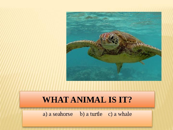 WHAT ANIMAL IS IT? a) a seahorse b) a turtle c) a whale