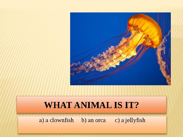 WHAT ANIMAL IS IT? a) a clownfish b) an orca c) a jellyfish