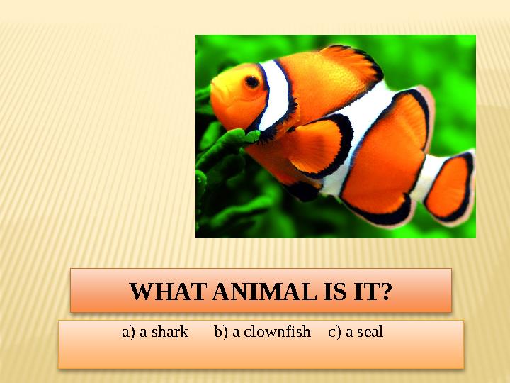 WHAT ANIMAL IS IT? a) a shark b) a clownfish c) a seal