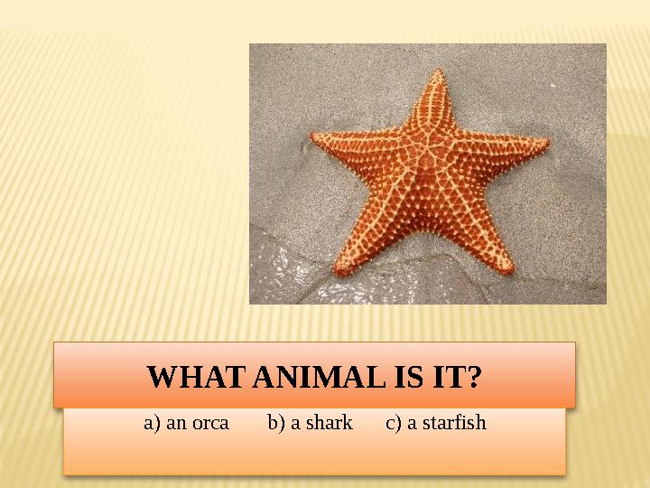 WHAT ANIMAL IS IT? a) an orca b) a shark c) a starfish