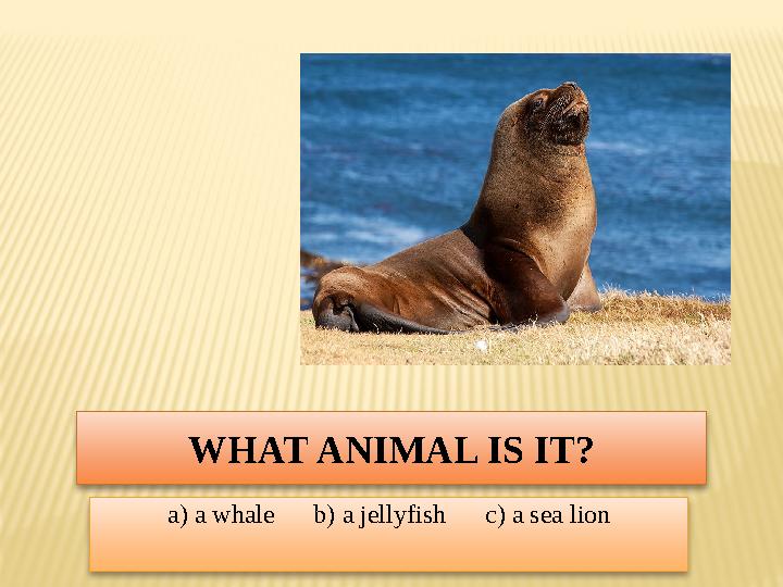 WHAT ANIMAL IS IT? a) a whale b) a jellyfish c) a sea lion