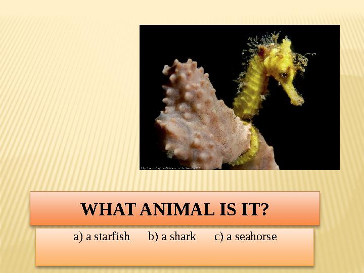 WHAT ANIMAL IS IT? a) a starfish b) a shark c) a seahorse