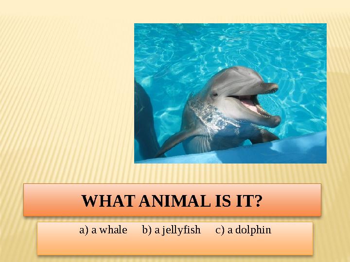 WHAT ANIMAL IS IT? a) a whale b) a jellyfish c) a dolphin