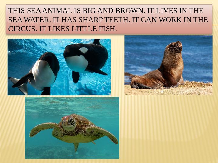 THIS SEA ANIMAL IS BIG AND BROWN. IT LIVES IN THE SEA WATER. IT HAS SHARP TEETH. IT CAN WORK IN THE CIRCUS. IT LIKES LITTLE FI