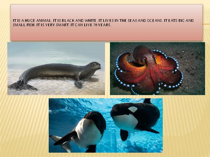 IT IS A HUGE ANIMAL. IT IS BLACK AND WHITE. IT LIVES IN THE SEAS AND OCEANS. IT EATS BIG AND SMALL FISH. IT IS VERY SMART. IT C