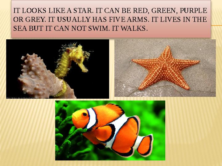 IT LOOKS LIKE A STAR. IT CAN BE RED, GREEN, PURPLE OR GREY. IT USUALLY HAS FIVE ARMS. IT LIVES IN THE SEA BUT IT CAN NOT SWIM.