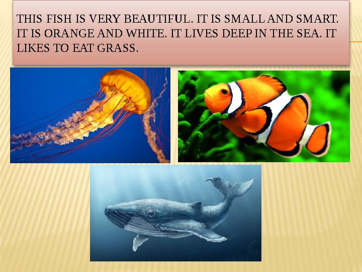 THIS FISH IS VERY BEAUTIFUL. IT IS SMALL AND SMART. IT IS ORANGE AND WHITE. IT LIVES DEEP IN THE SEA. IT LIKES TO EAT GRASS.