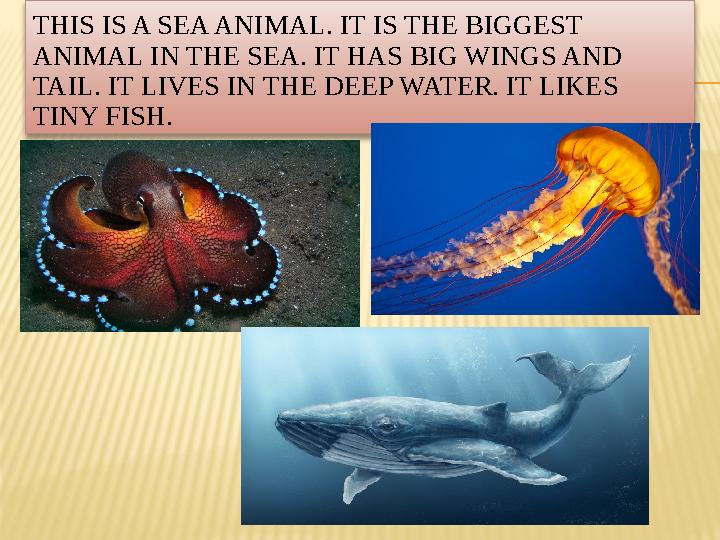 THIS IS A SEA ANIMAL. IT IS THE BIGGEST ANIMAL IN THE SEA. IT HAS BIG WINGS AND TAIL. IT LIVES IN THE DEEP WATER. IT LIKES TI