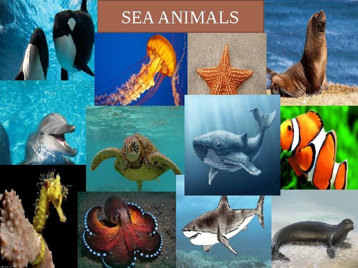 SEA ANIMALS