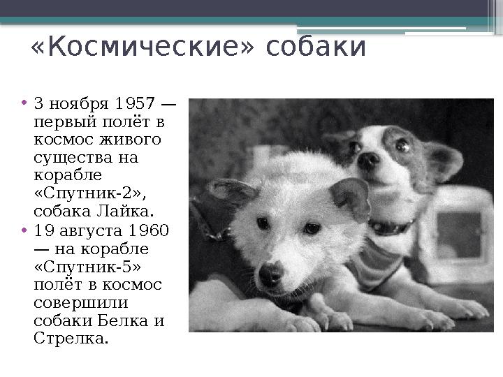 «Космические» собаки • 3 ноября 1957 — первый полёт в космос живого существа на корабле «Спутник-2», собака Лайка. • 19 ав