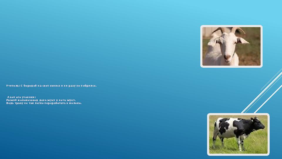 Учитель: С бородой на свет явился и ни разу не побрился. А вот его ученики: Рыжий молокозавод день жует и ночь жует. Ведь тра