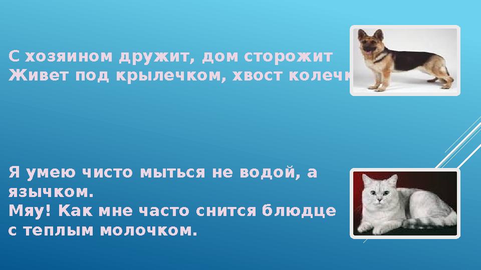 С хозяином дружит, дом сторожит Живет под крылечком, хвост колечком. Я умею чисто мыться не водой, а язычком. Мяу! Как мне част