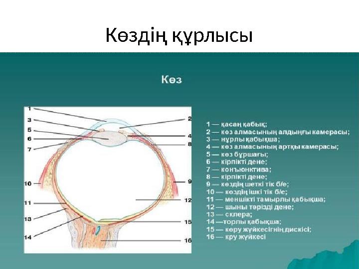 Көздің құрлысы