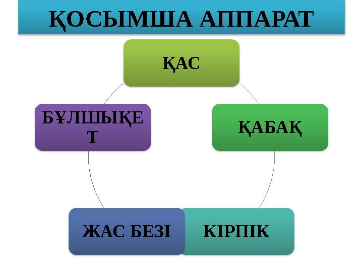 ҚОСЫМША АППАРАТ ҚАС ҚАБАҚ КІРПІКЖАС БЕЗІБҰЛШЫҚЕ Т