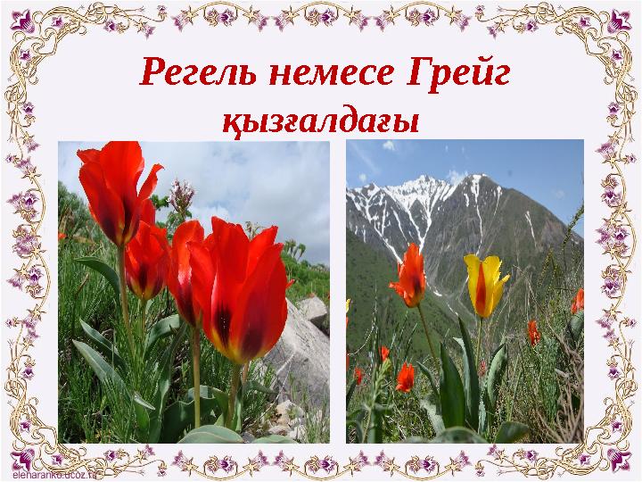 Регель немесе Грейг қызғалдағы