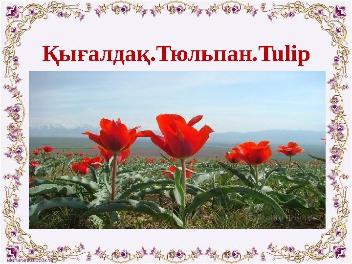 Қығалдақ.Тюльпан. Tulip