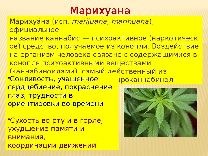 Марихуа. на (исп. marijuana, marihuana ), официальное название каннабис — психоактивное (наркотическ ое) средство, получаемое
