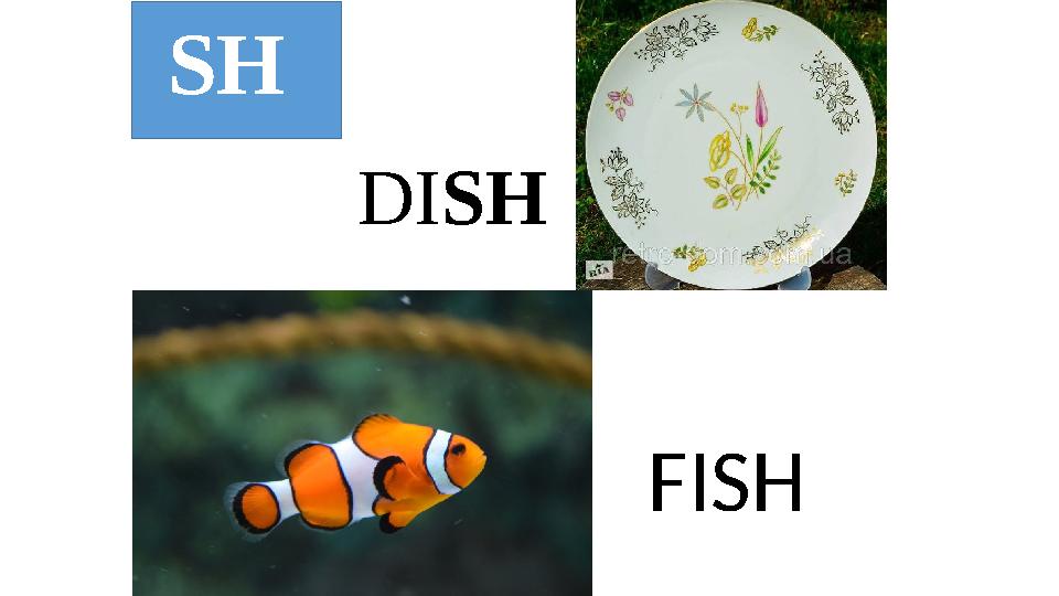 SH DI SH FISH