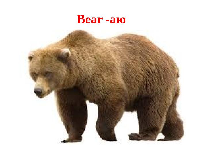 Bear -аю