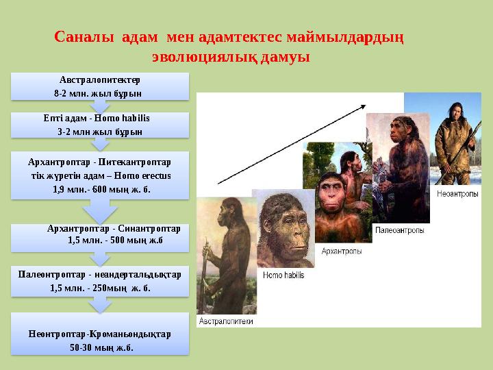 Саналы адам мен адамтектес маймылдардың эволюциялық дамуы Неонтроптар-Кроманьондықтар 50-30 мың ж.б.Палеонтроптар - неандер