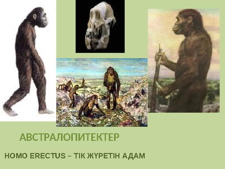 АВСТРАЛОПИТЕКТЕР HOMO ERECTUS – ТІК ЖҮРЕТІН АДАМ