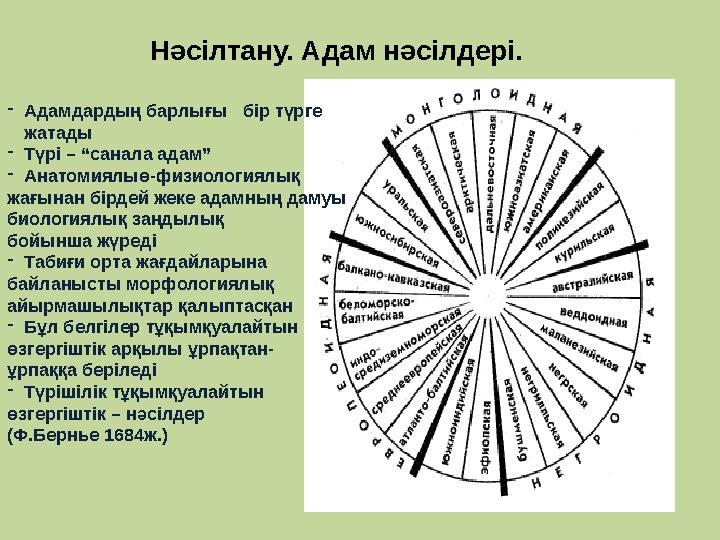 Нәсілтану. Адам нәсілдері. - Адамдардың барлығы бір түрге жатады - Түрі – “санала адам” - Анатомиялыө-физиологиялық жағынан