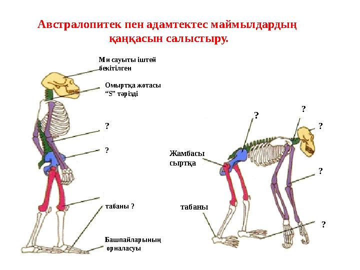 Австралопитек пен адамтектес маймылдардың қаңқасын салыстыру. Ми сауыты іштей бекітілген Омыртқа жотасы “ S ” тәрізді таба