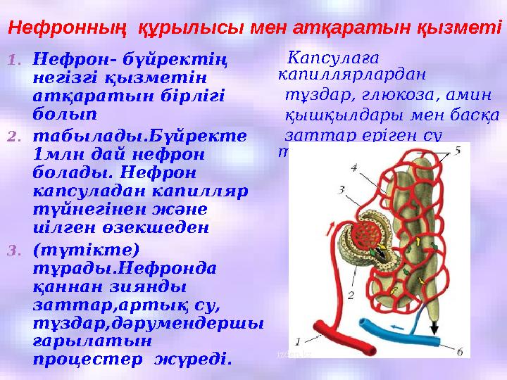 1. Нефрон- бүйректің негізгі қызметін атқаратын бірлігі болып 2. табылады.Бүйректе 1млн дай нефрон болады. Нефрон капсулад