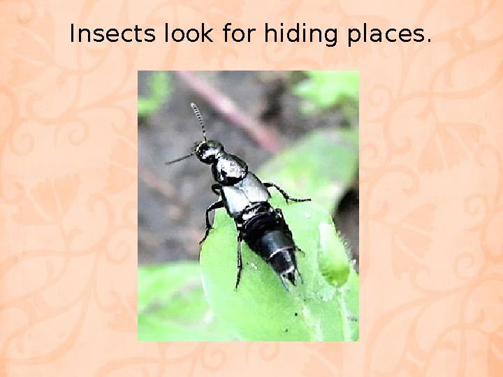 Insects look for hiding places.