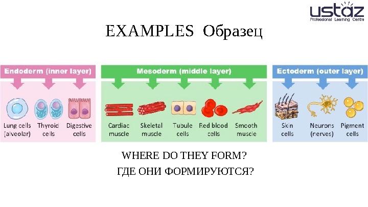 EXAMPLES О бразец WHERE DO THEY FORM? ГДЕ ОНИ ФОРМИРУЮТСЯ?