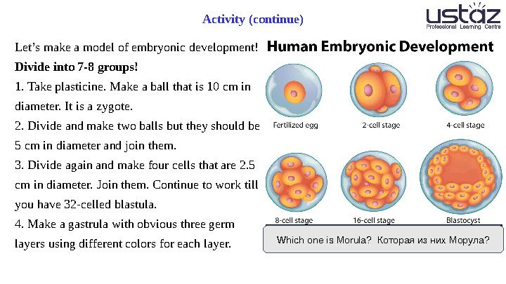 Activity (continue) Let’s make a model of embryonic development! Divide into 7-8 groups! 1. Take plasticine. Make a ball that i