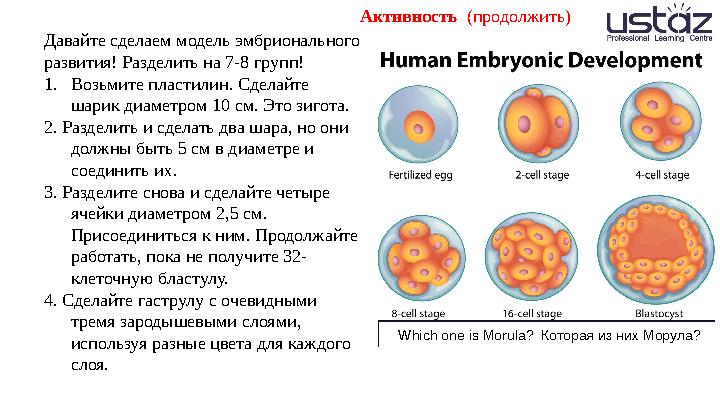 Давайте сделаем модель эмбрионального развития! Разделить на 7-8 групп! 1. Возьмите пластилин. Сделайте шарик диаметром 10 см