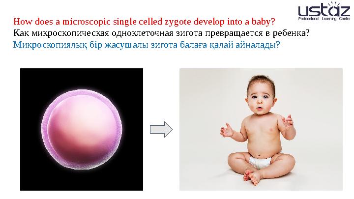 How does a microscopic single celled zygote develop into a baby? Как микроскопическая одноклеточная зигота превращается в ребе