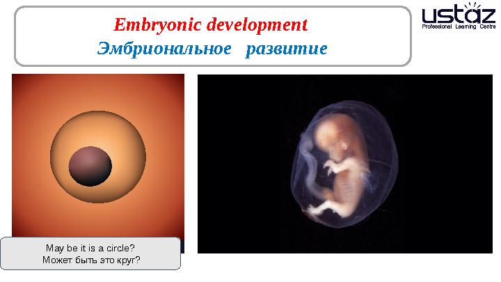 Embryonic development Эмбриональное развитие May be it is a circle? Может быть это круг?