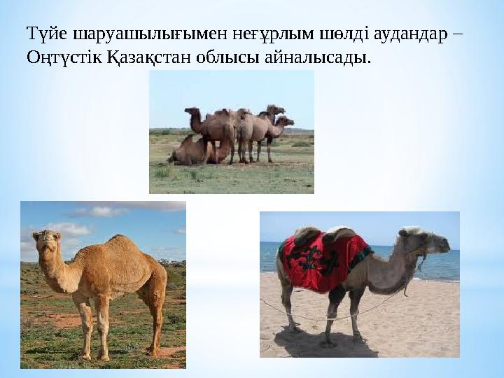 Түйе шаруашылығымен неғұрлым шөлді аудандар – Оңтүстік Қазақстан облысы айналысады.