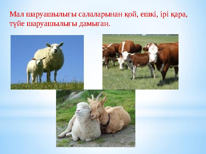 Мал шаруашылығы салаларынан қой, ешкі, ірі қара, түйе шаруашылығы дамыған.