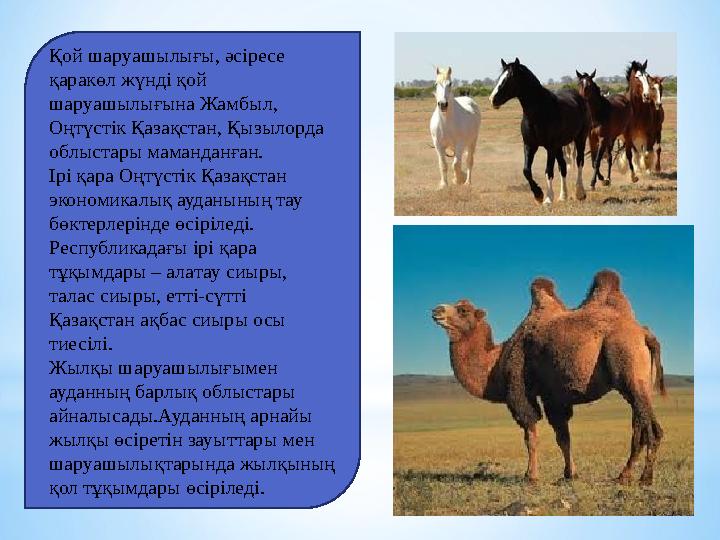 Қой шаруашылығы, әсіресе қаракөл жүнді қой шаруашылығына Жамбыл, Оңтүстік Қазақстан, Қызылорда облыстары маманданған. Ірі қ