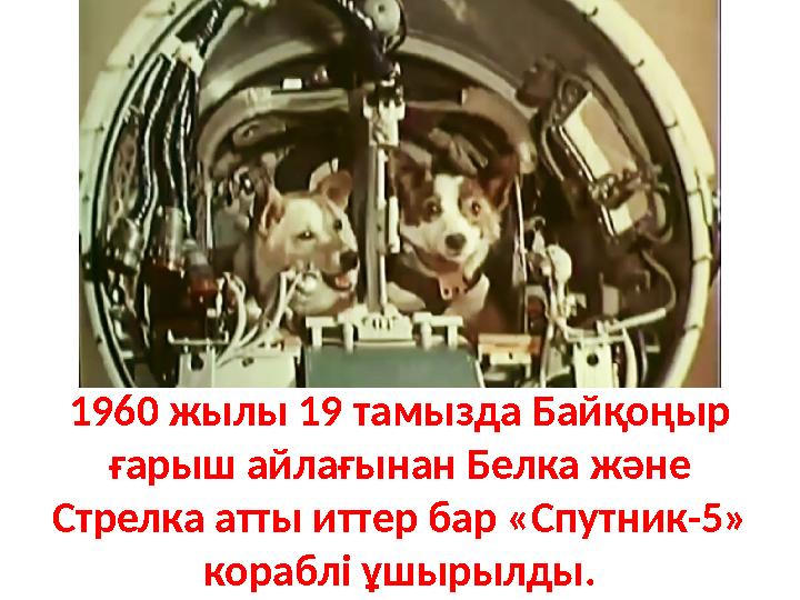 1960 жылы 19 тамызда Байқоңыр ғарыш айлағынан Белка және Стрелка атты иттер бар «Спутник-5» кораблі ұшырылды.