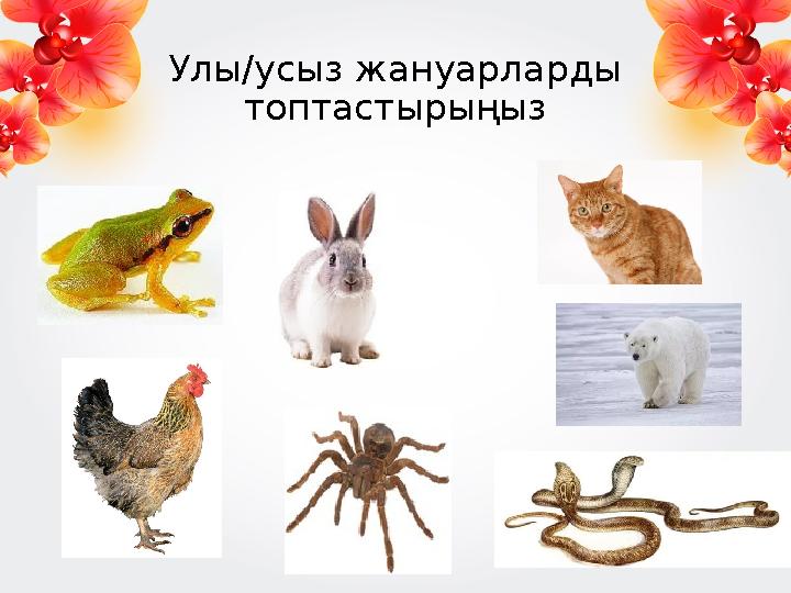 Улы/усыз жануарларды топтастырыңыз