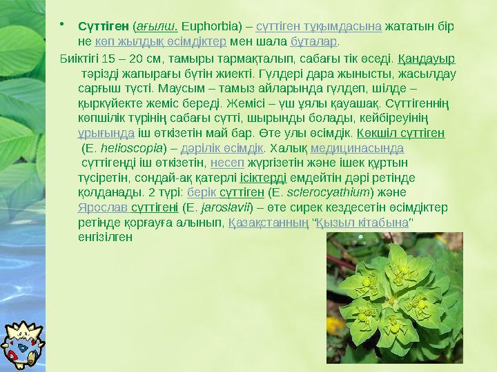 • Сүттіген ( ағылш. Euphorbia) – сүттіген тұқымдасына жататын бір не көп жылдық өсімдіктер мен шала бұталар . Биіктігі