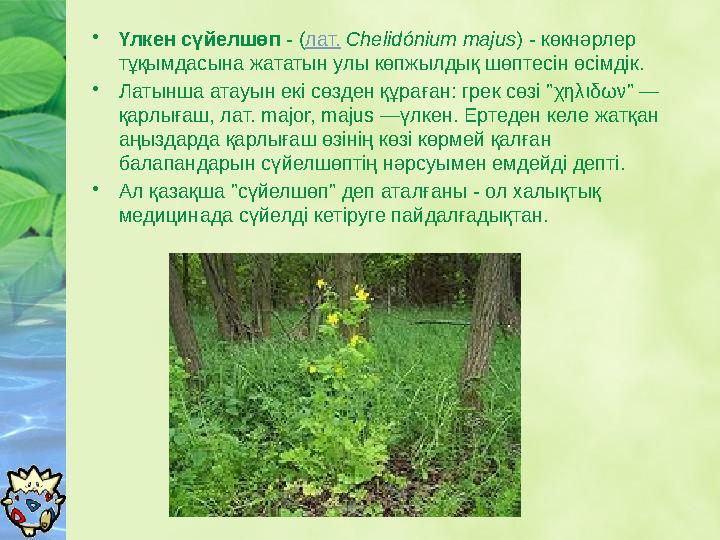 • Үлкен сүйелшөп - ( лат. Chelidónium majus ) - көкнәрлер тұқымдасына жататын улы көпжылдық шөптесін өсімдік. • Латынша ата